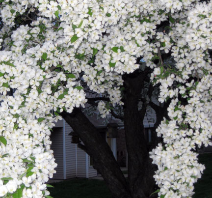 white blossoms