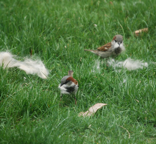 sparrows with dog fur