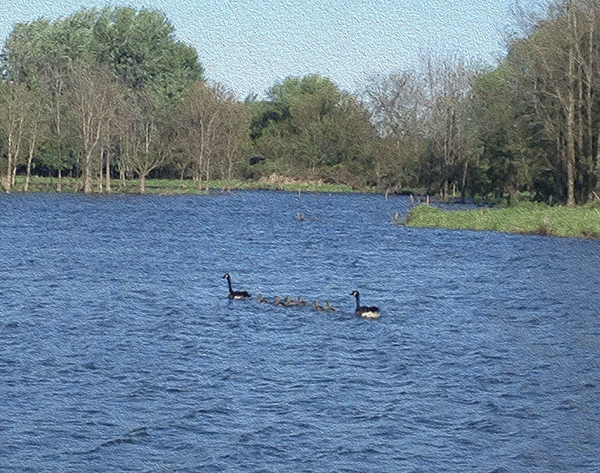 Geese and baby