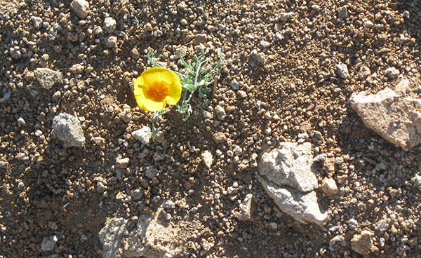 Desert flower