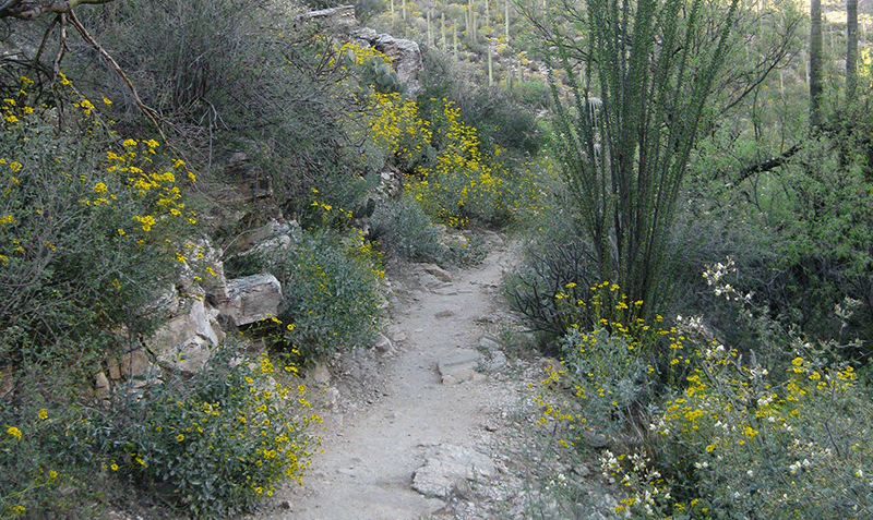 Trail