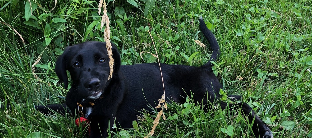 Mazie Playing on Grass