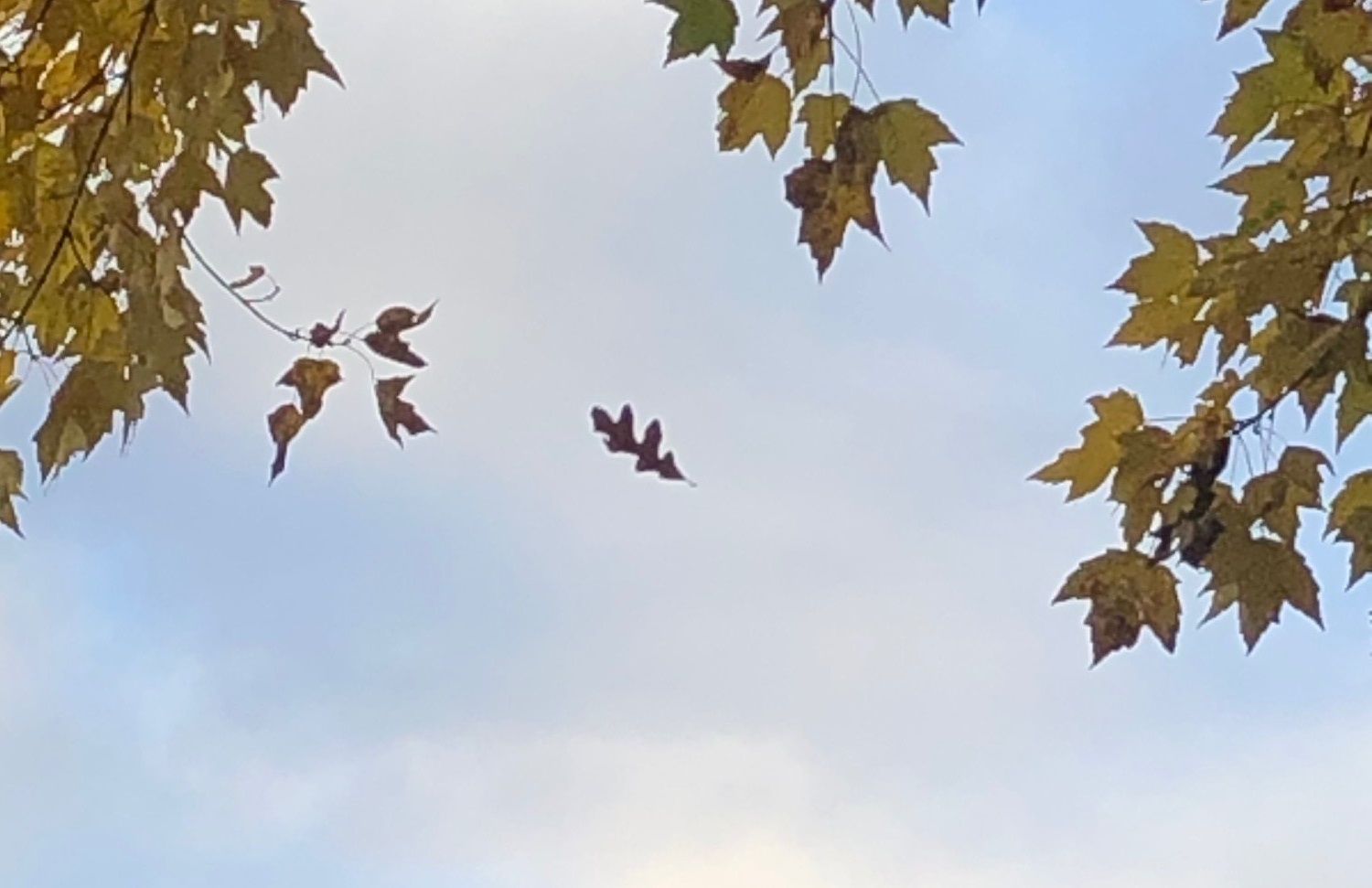 Leaves in the Sky