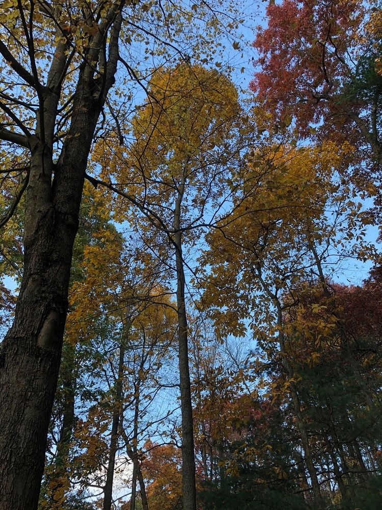 treesfoliage 1