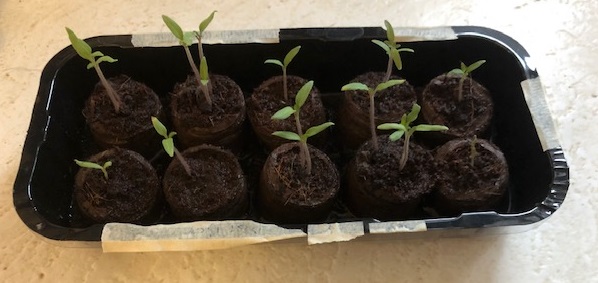 Seedlings