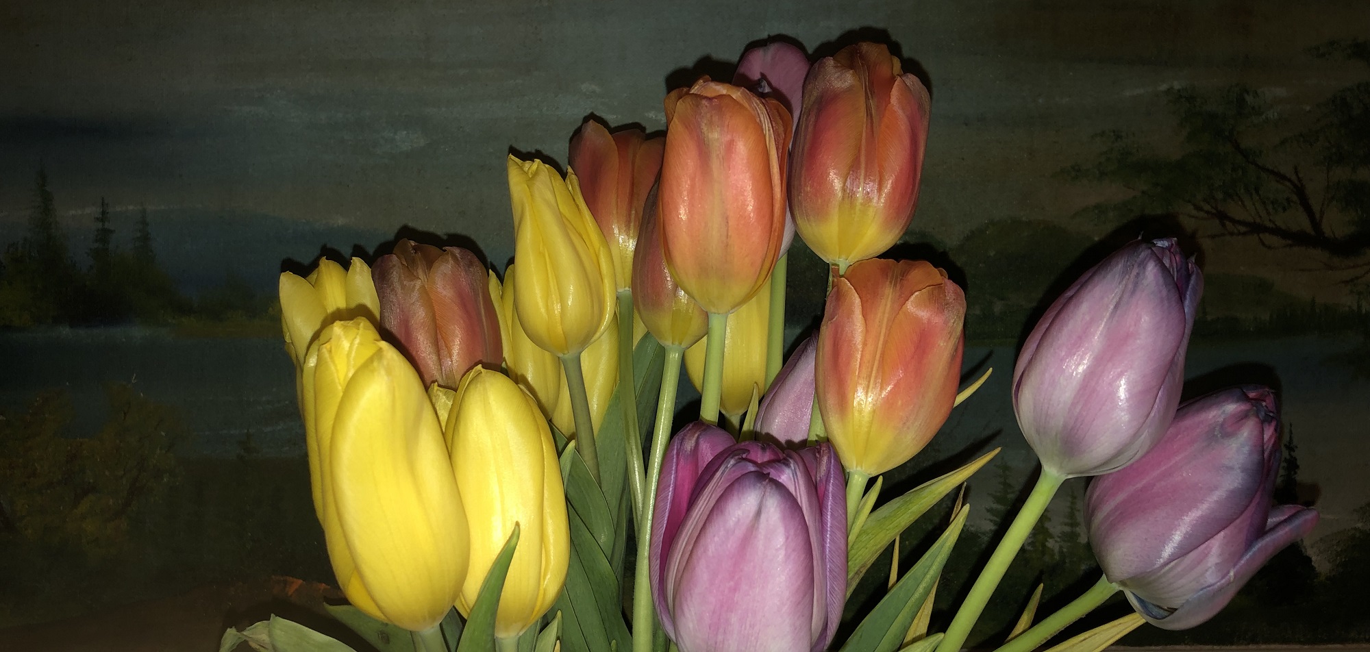 Tulips