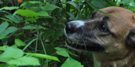 Marly the dog looking eagerly at a blackberry bush.
