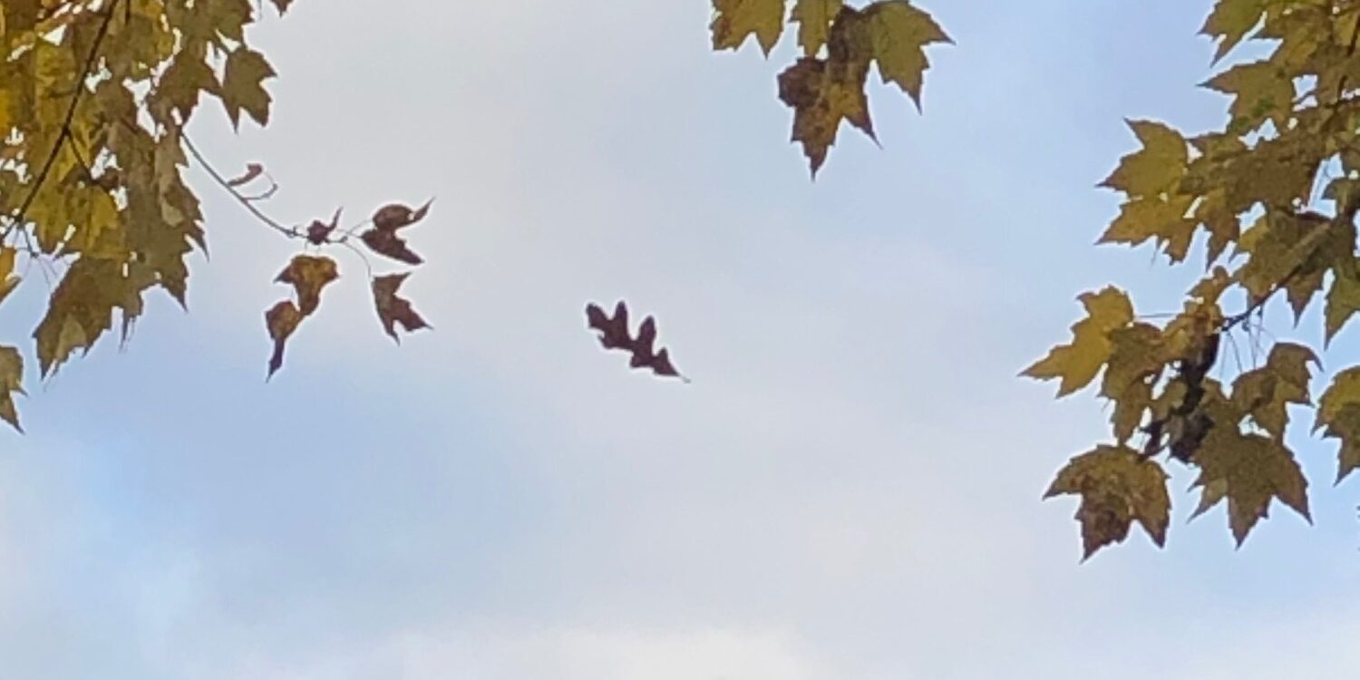 Leaf in sky
