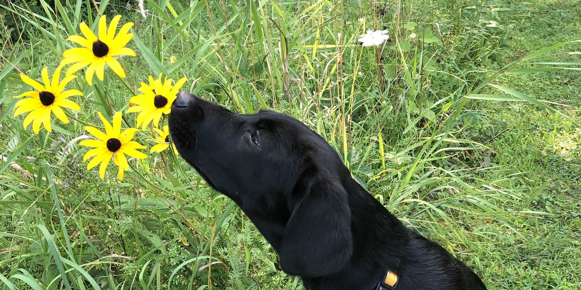 Black dog smelling yellow flower
