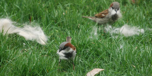 Sparrows